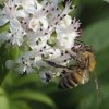 ABEILLE sur fleur de sureau hièble. Canal. JOËL LIEGARD